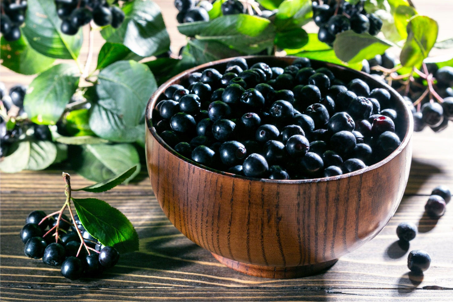 Benefits of Black Chokeberry - My Beauty Luv